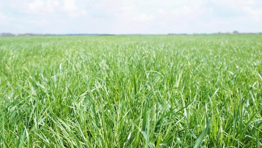 Gras gezocht, Ophalen of Verzenden