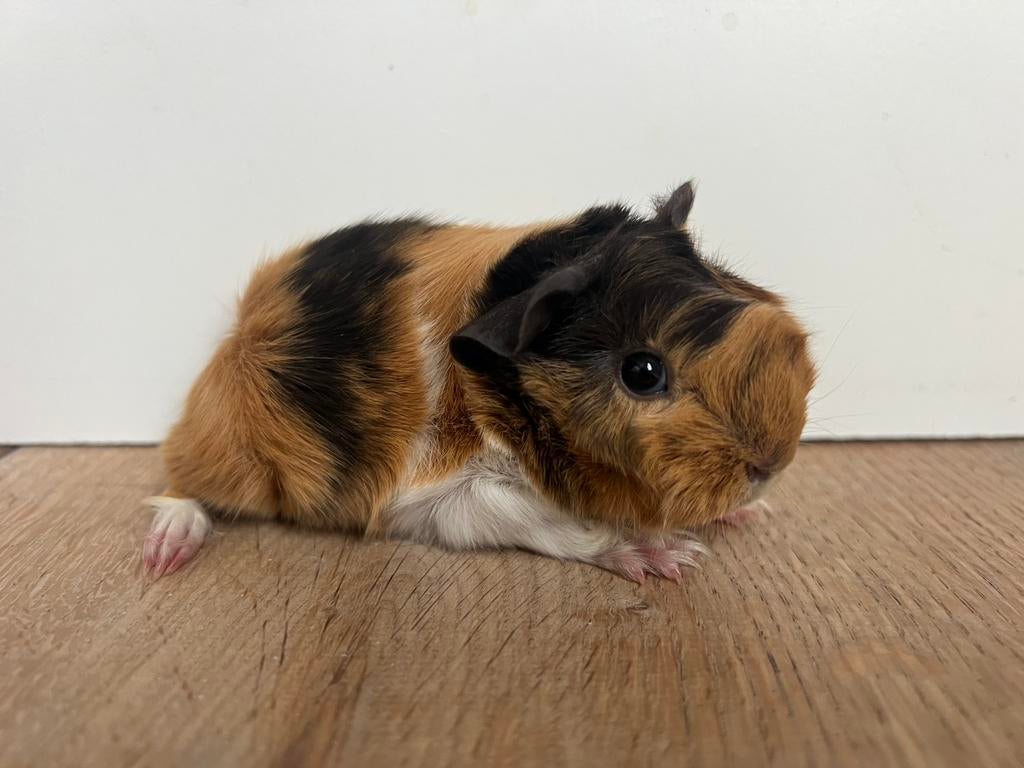 Peruvian cavia broertje en zusje choco buff wit, Cavia, April, Meerdere dieren, Tam