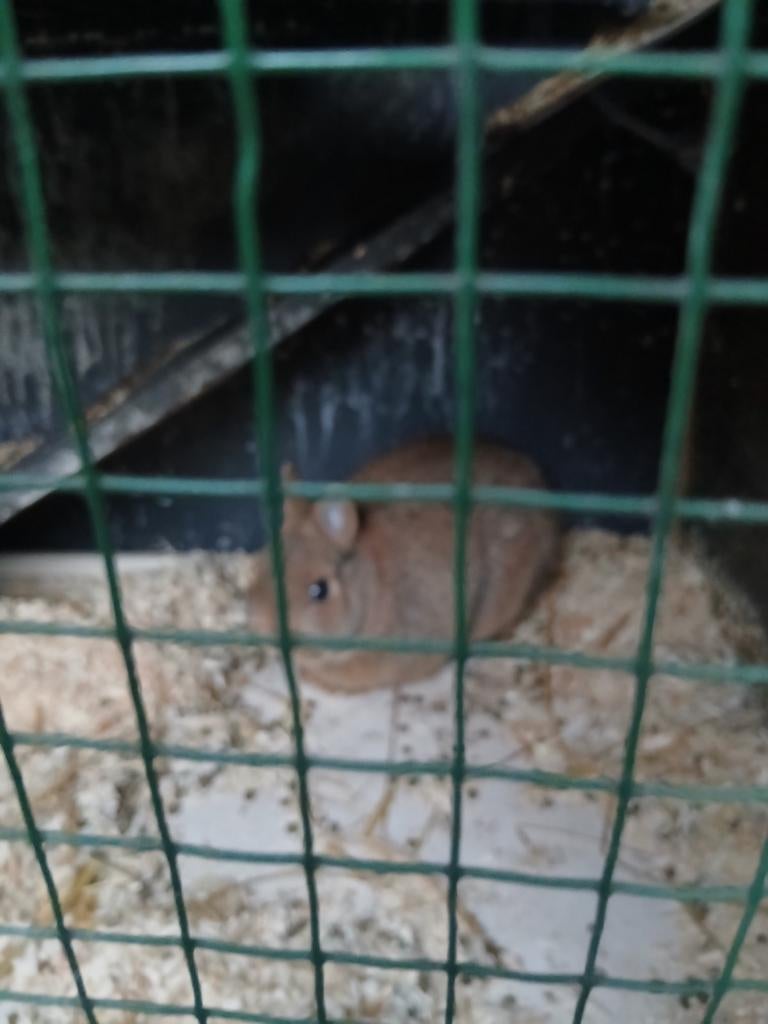 Dwerg ram konijn, Dieren en Toebehoren, Februari, Mannelijk, Overige typen, Tam