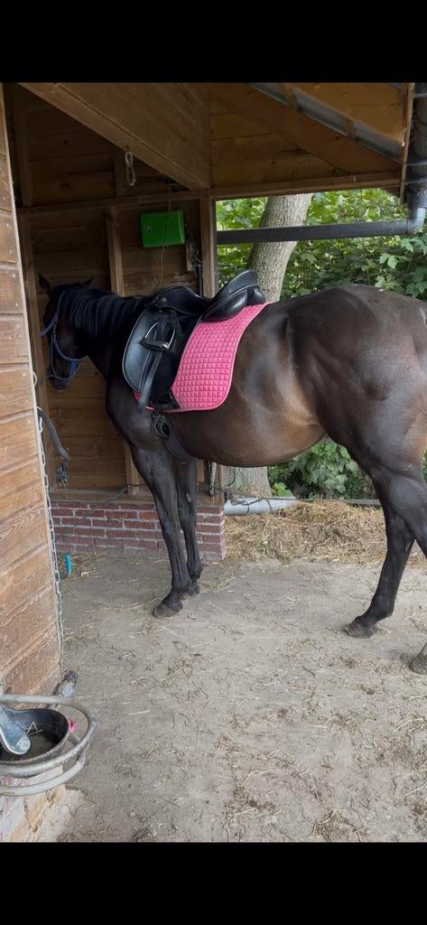 KN dressuurzadel 17,5 inch – nette zadel, Dieren en Toebehoren, Paarden en Pony's | Zadels, Ophalen, Gebruikt, Dressuur