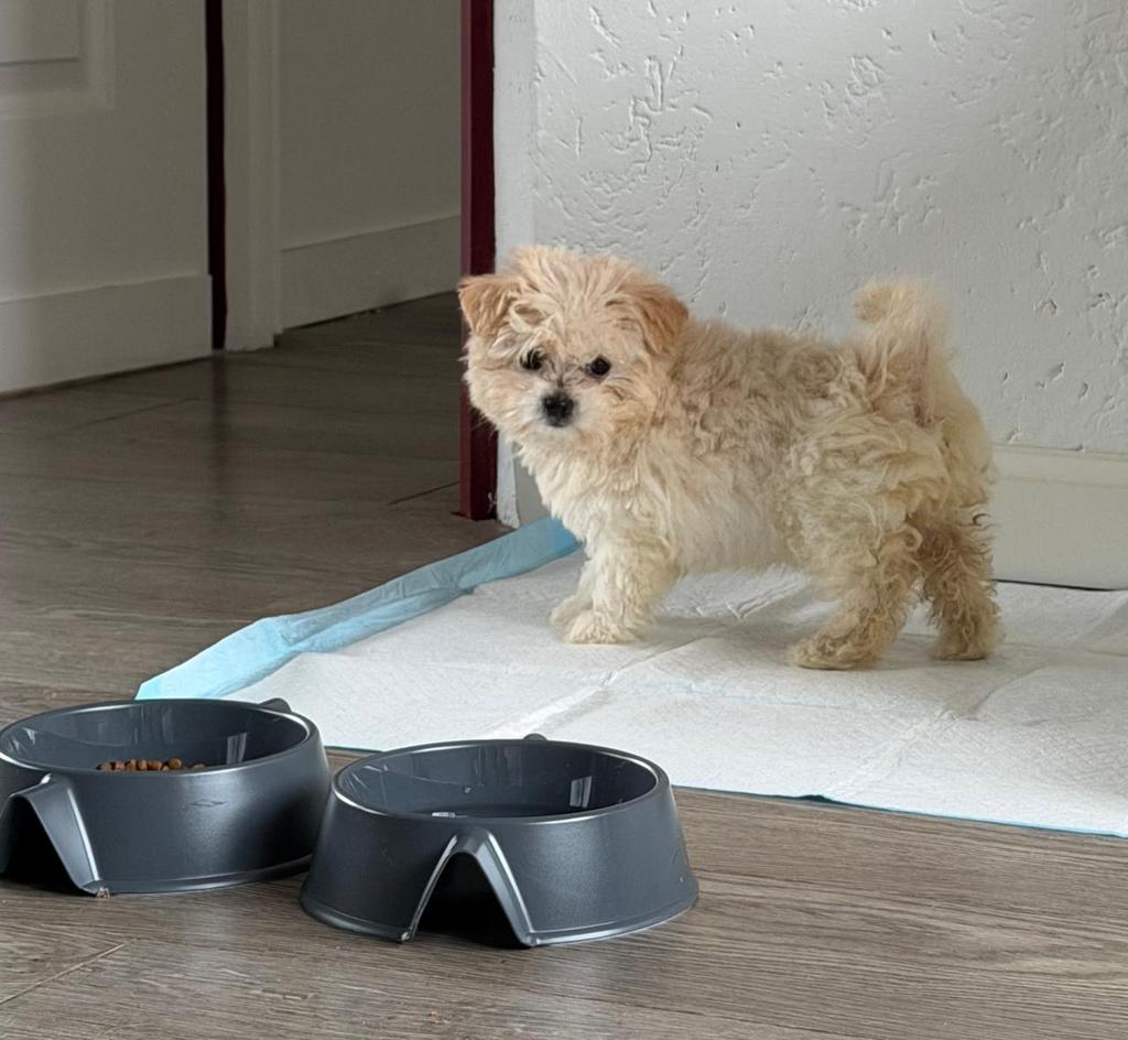 Maltipoo pups, Dieren en Toebehoren, Parvo, Particulier, Overige rassen, 8 tot 15 weken