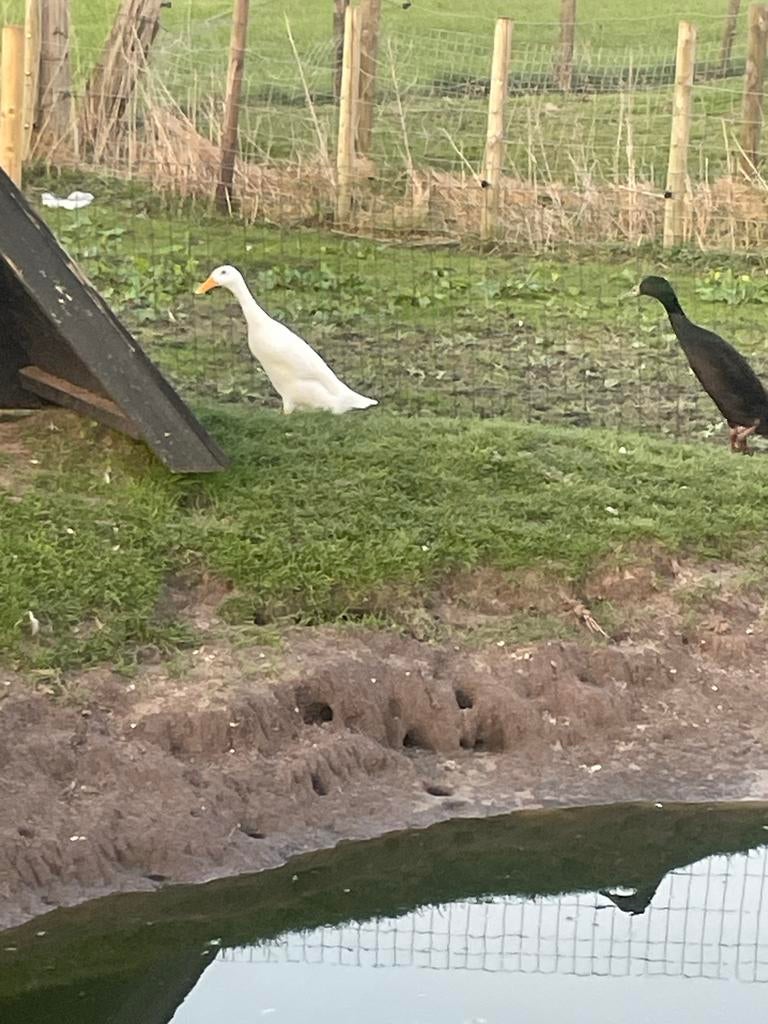 Broedeieren loopeenden/fleseenden, Dieren en Toebehoren, Geslacht onbekend, Eend