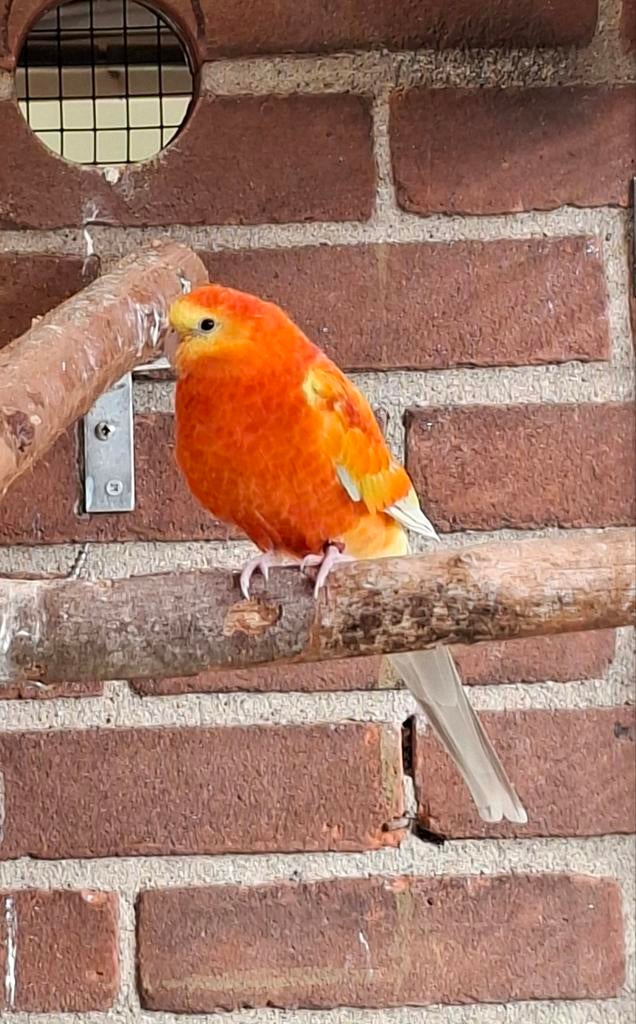 Roodstuit parkieten, Dieren en Toebehoren, Vogels | Parkieten en Papegaaien, Meerdere dieren, Parkiet