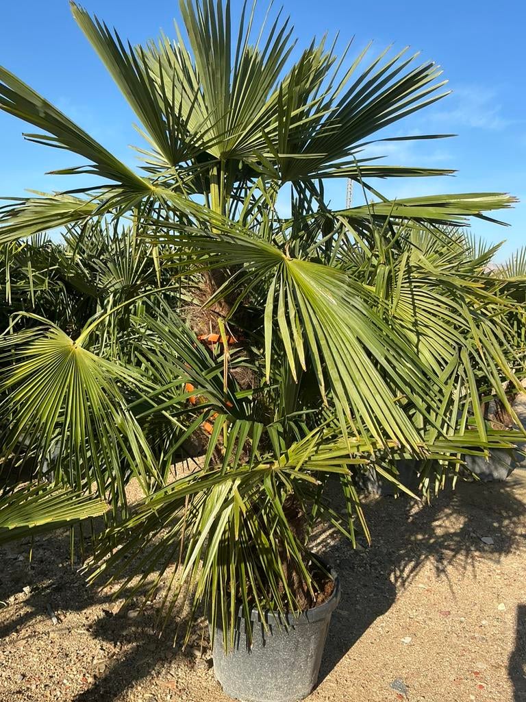 Multistam palmbomen, Tuin en Terras, 100 tot 250 cm, Zomer, Palmboom, Ophalen