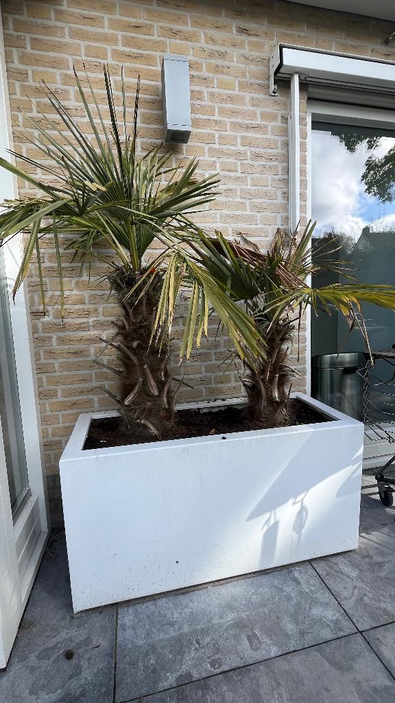 Plantenbak met 2 mooie palmbomen, Kunststof, 100 cm of meer, Ophalen of Verzenden, Zo goed als nieuw
