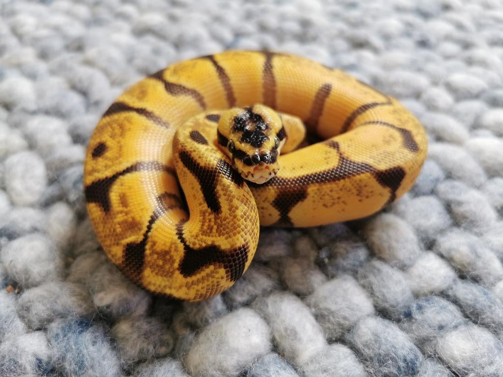 1.0 Super Enchi Pastel Koningspython Ball Python - male for sale from Philipse