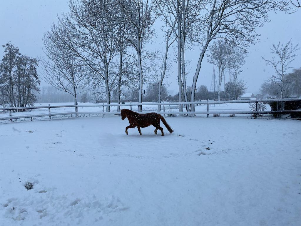 Welsh a pony, Merrie, Met stamboom, Dressuurpony, A pony (tot 1.17m)