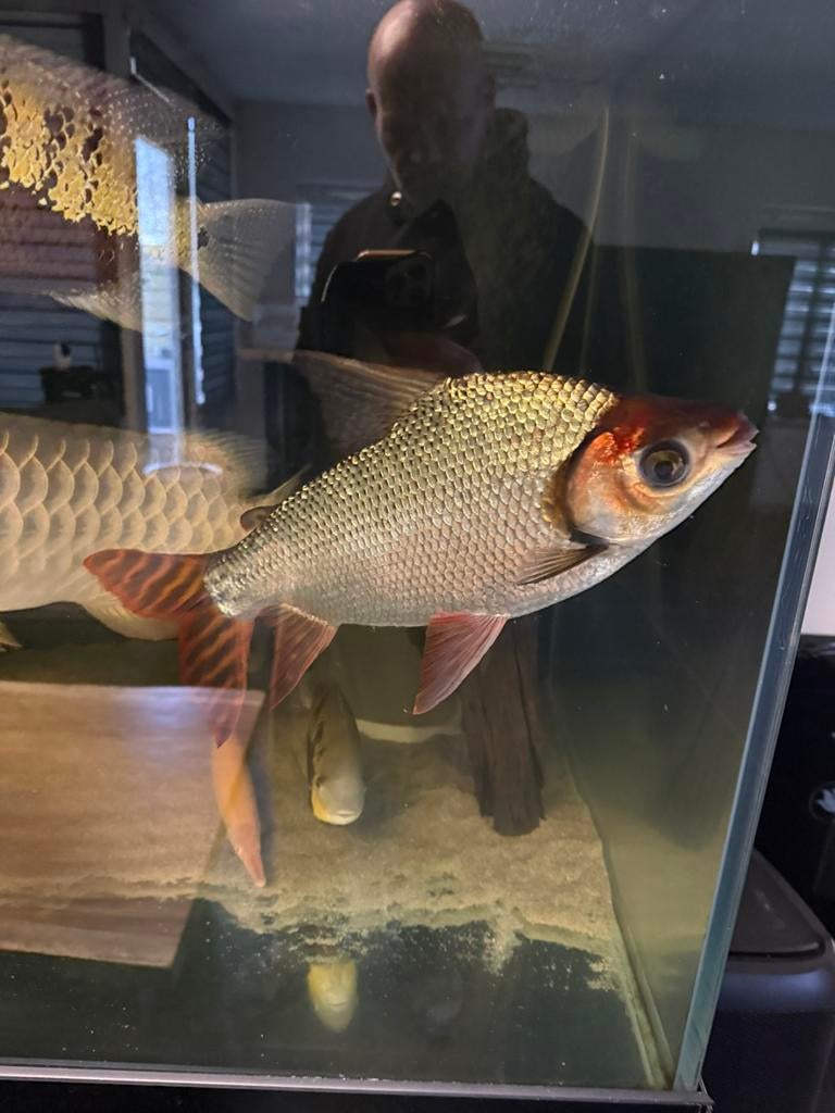 Flagtail 40/45 cm, Vis