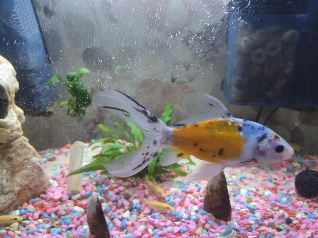 Oranje zilver shubunkin vis, Vis, Zoetwatervis