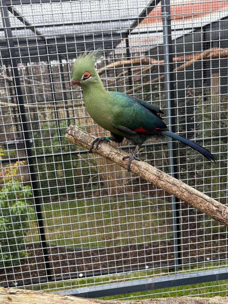 Schalowi toerako, Mannelijk, Tropenvogel, Tam