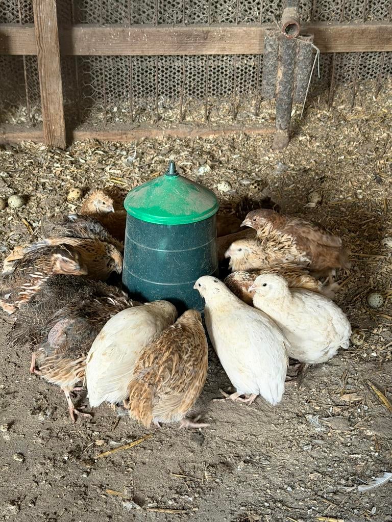 Kwartels teab, Meerdere dieren, Overige soorten