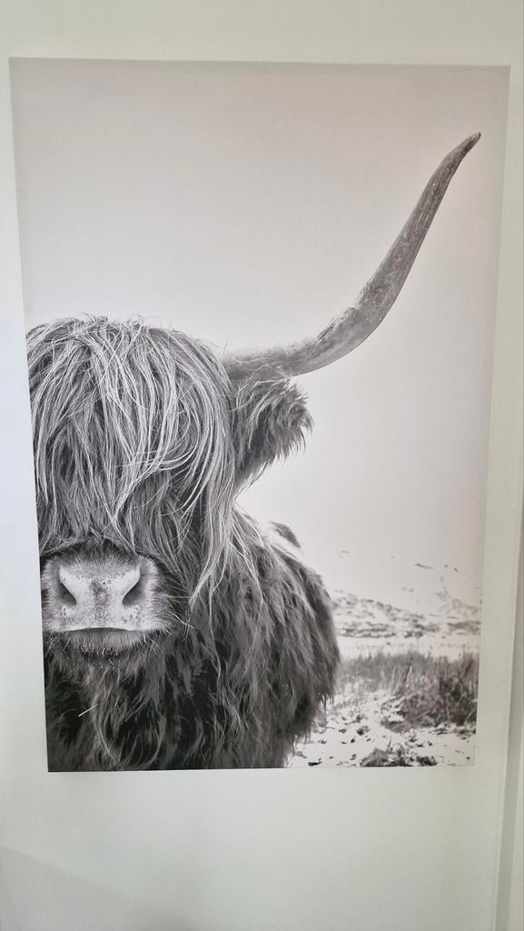 Canvas van Schotse Hooglander in nieuwstaat!, Ophalen, 75 cm of meer, 50 tot 75 cm, Print