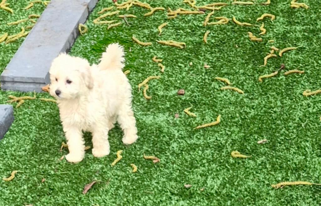 Maltipoo meisje klein blijvend., Poedel, Parvo, 8 tot 15 weken, Teef