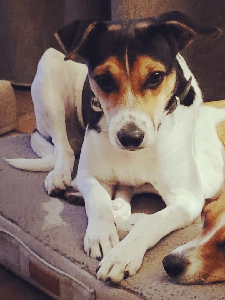 Boerenfox dekreu / staat ter dekking 🐶🐶🐶, Dieren en Toebehoren, Reu, Meerdere, 3 tot 5 jaar, Nederland