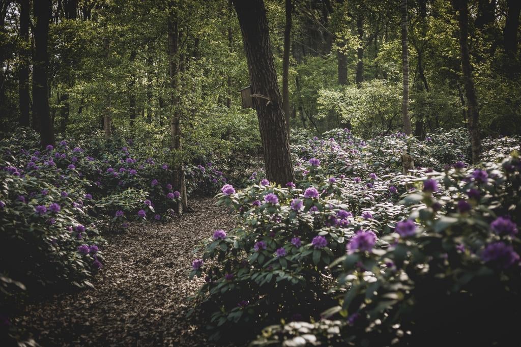 Rhododendrons uit het Bos, Ophalen, Rhododendron, Struik, 100 tot 250 cm