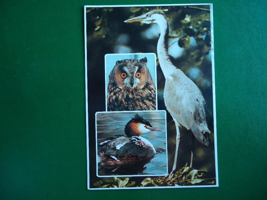 (2193) Dierenkaart: VOGELS, Ophalen of Verzenden, 1980 tot heden, Gelopen, Vogel