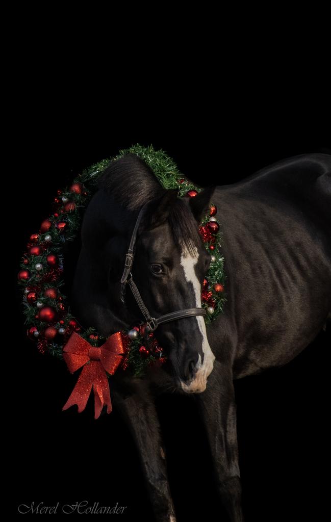 Te koop aangeboden: lieve merrie 20 jaar Goodtimes x Tangelo, Merrie, Zadelmak, 160 tot 165 cm, 11 jaar of ouder