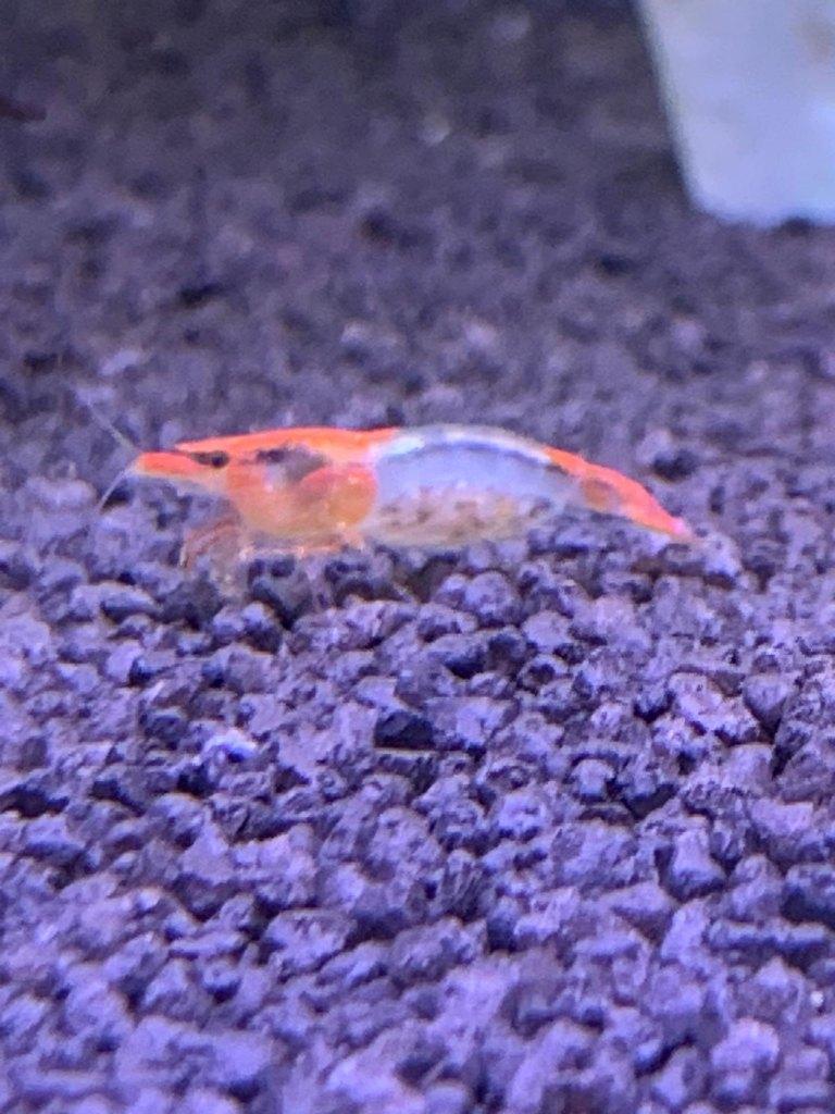 Oranje rili garnalen, Dieren en Toebehoren, Kreeft, Krab of Garnaal, Zoetwatervis