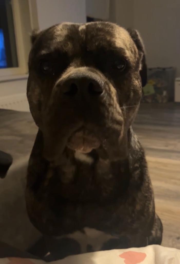 MOOIE FORSE DEKREU    CANECORSO/AMERICANBULLY, Reu, 1 tot 2 jaar, Parvo, Eén hond