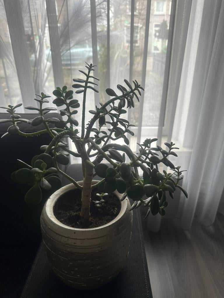 Crassula, Ophalen of Verzenden, Halfschaduw, Minder dan 100 cm