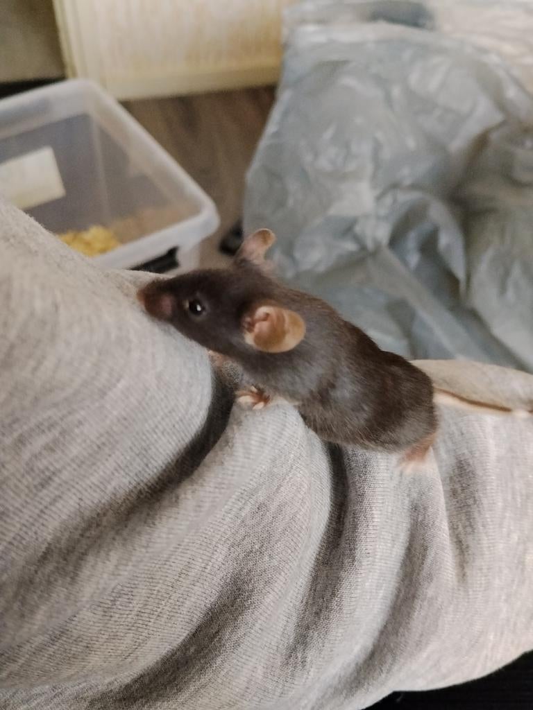 Muisjes (voeder) te koop, Dieren en Toebehoren, Knaagdieren, Muis, November, Meerdere dieren, Tam