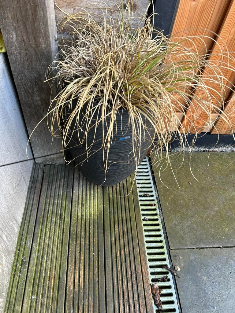 Cresta identity whip 6m, Ophalen of Verzenden, Overige typen