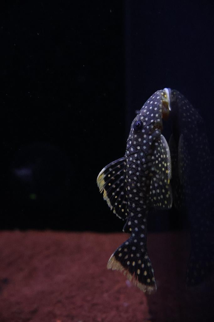 Golden Nugget - Nu 69,95, Dieren en Toebehoren, Vissen | Aquariumvissen, Zoetwatervis, Vis