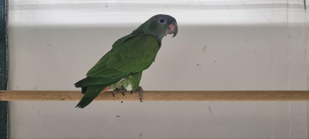 Pionus menstruus pop, Dieren en Toebehoren, Vrouwelijk, Papegaai, Geringd