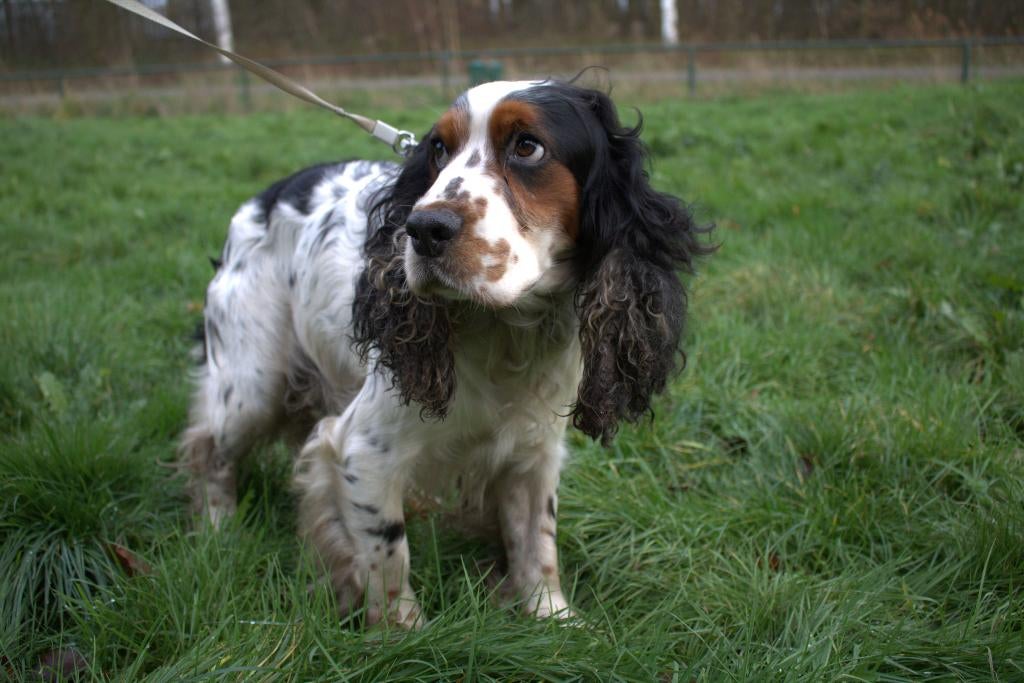 Cockerspaniel dekreu, Reu, Parvo, Eén hond, 3 tot 5 jaar