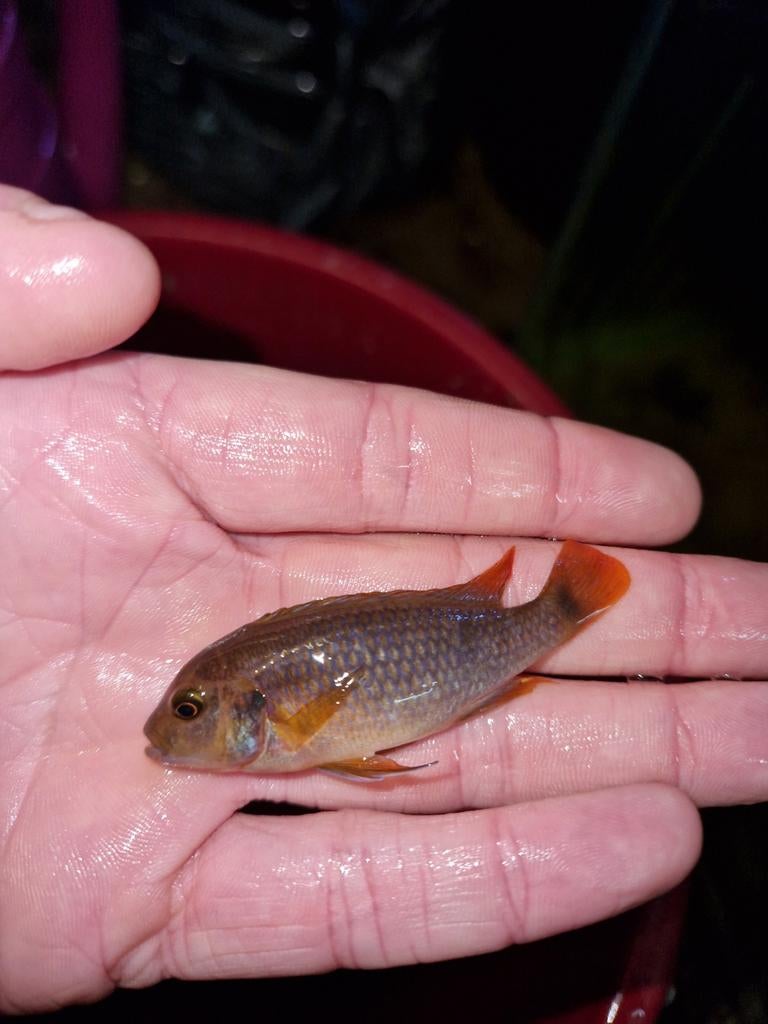 Mbuna maylandia, sprengerae, estherae ob, Dieren en Toebehoren, Vissen | Aquariumvissen, Vis, Zoetwatervis