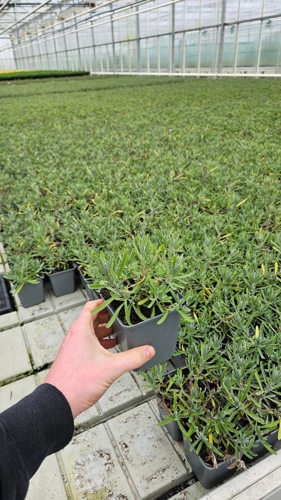 Lavandula hidcote - Lavendel - bloeiend + geurplanten, Tuin en Terras, Planten | Tuinplanten, Overige soorten, Volle zon, Vaste plant