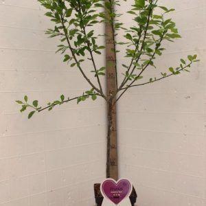 pruimenbomen in pot, Minder dan 100 cm, Overige soorten, In pot, Ophalen of Verzenden