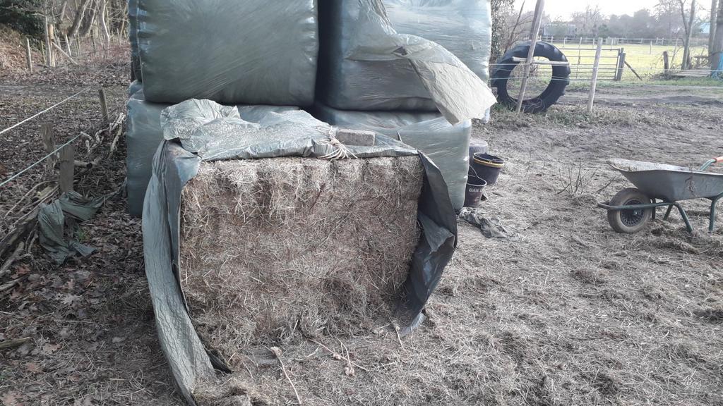 Te koop: hooi / gedroogd gras voor paarden en andere dieren, Ophalen, Vee