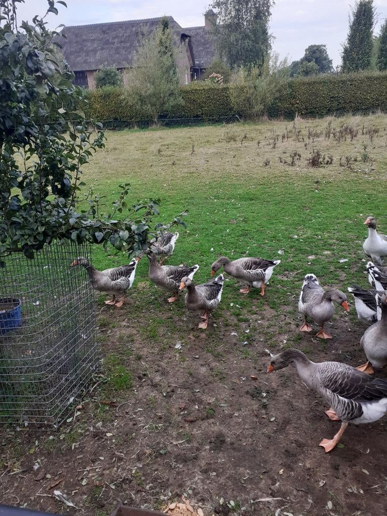 Ganzen niet op zondag zie omschrijving, Dieren en Toebehoren, Pluimvee, Meerdere dieren, Gans of Zwaan