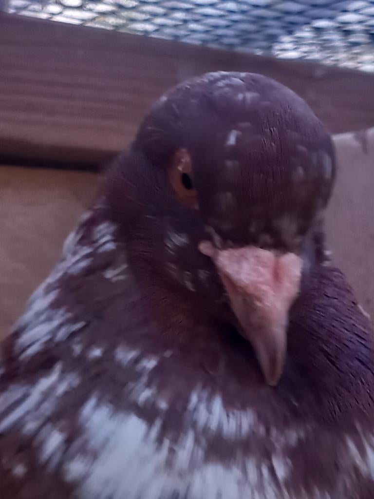 Kropper Hollandse lokduif Haags krop, Dieren en Toebehoren, Mannelijk, Kropper