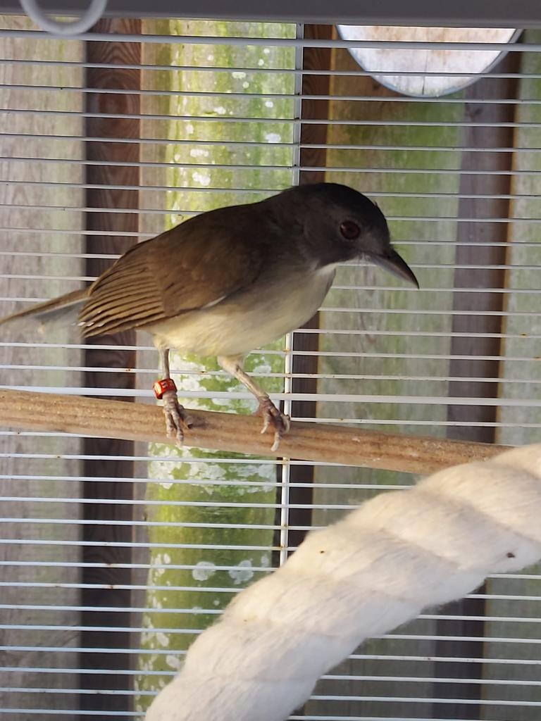 Grijskopblada man correct geringd 2024, Dieren en Toebehoren, Mannelijk, Wildzangvogel, Geringd