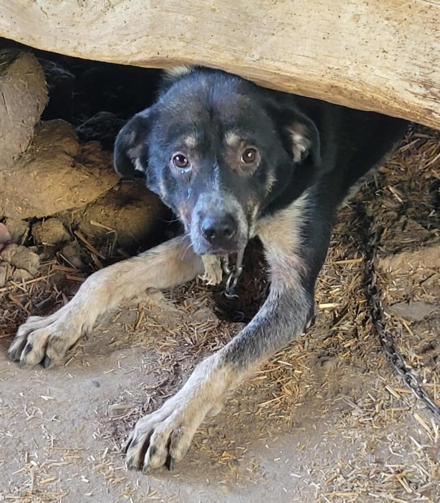 URGENT JACKSON 4 jr. Bulgarije aan ketting/verwaarloosd, Dieren en Toebehoren, Buitenland, Parvo, Eén hond, Reu