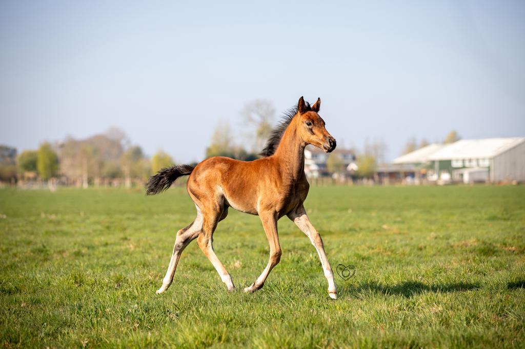 Weidegang gezocht, Weidegang, 2 of 3 paarden of pony's
