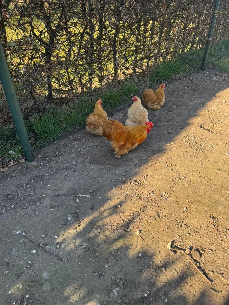 Cochin kriel buff broedeieren, Dieren en Toebehoren, Pluimvee, Geslacht onbekend, Kip