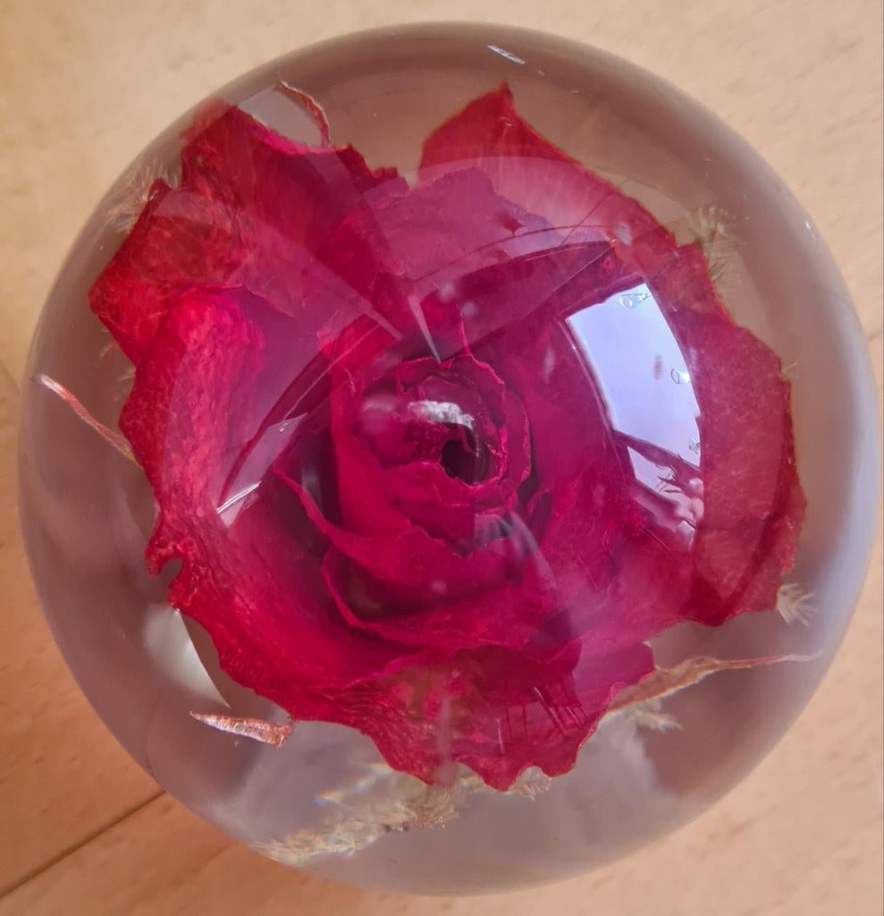 Hafod Grange roos, Ophalen of Verzenden, Nieuw