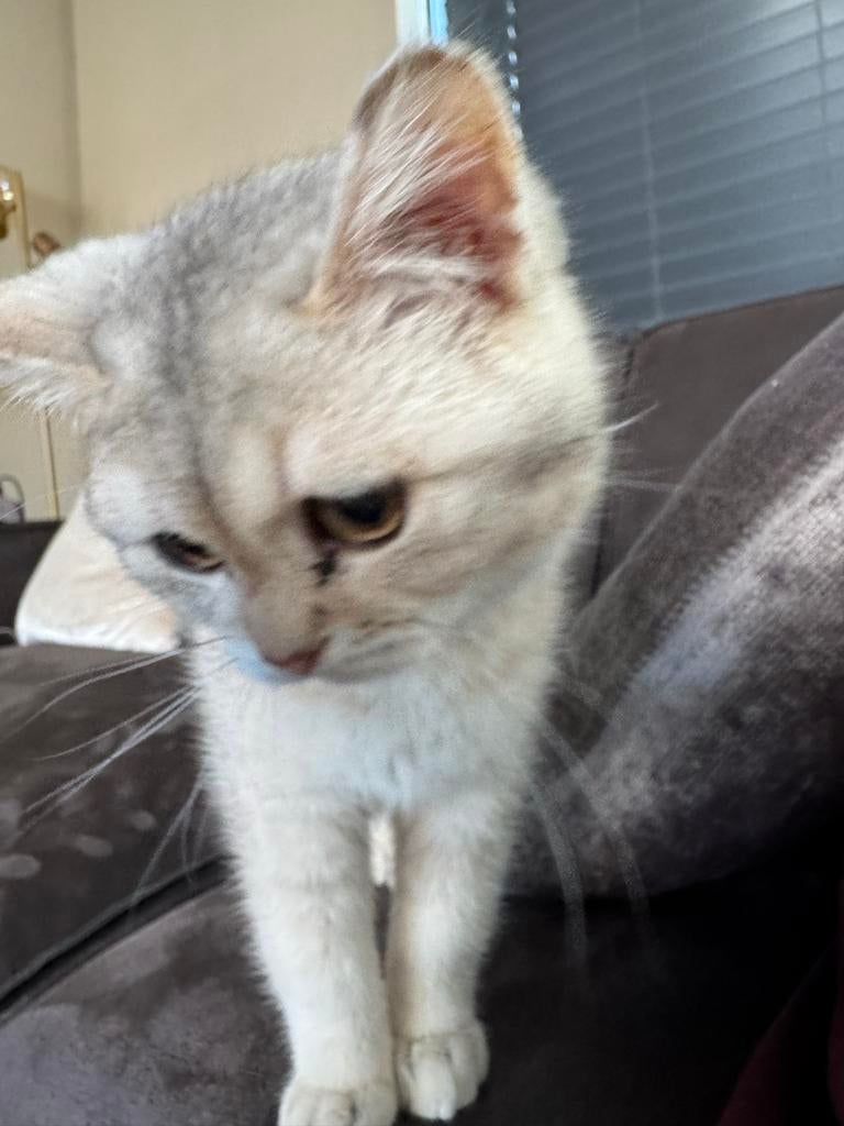 Britse Korthaar Kitten zilver grijs wit, Dieren en Toebehoren, Katten en Kittens | Raskatten | Korthaar, Kater, Ontwormd, 0 tot 2 jaar