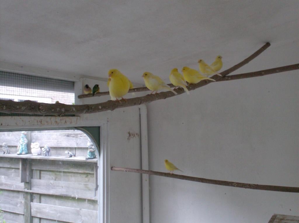 gezocht gouldamadine man kleur maak niet uit, Dieren en Toebehoren, Vogels | Overige Vogels, Mannelijk, Tropenvogel