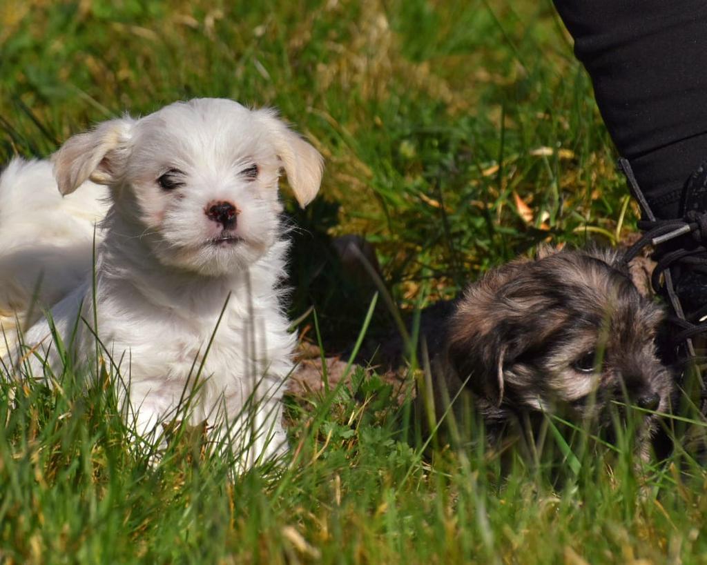 4 (nog 2) Prachtige Boomer pups (klein) 3 meisje, 1 jongetje, Parvo, Nederland, Overige rassen, 8 tot 15 weken