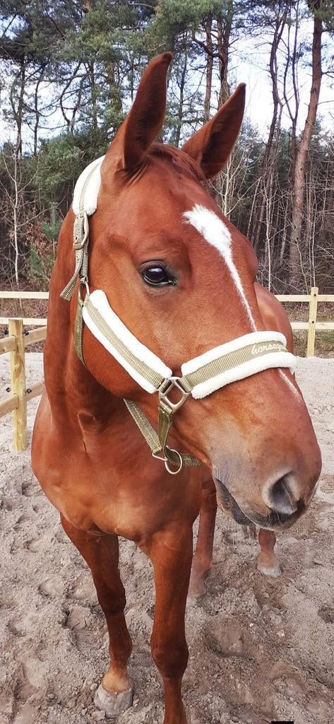 Bijrijder gezocht, Dieren en Toebehoren, Stalling en Weidegang