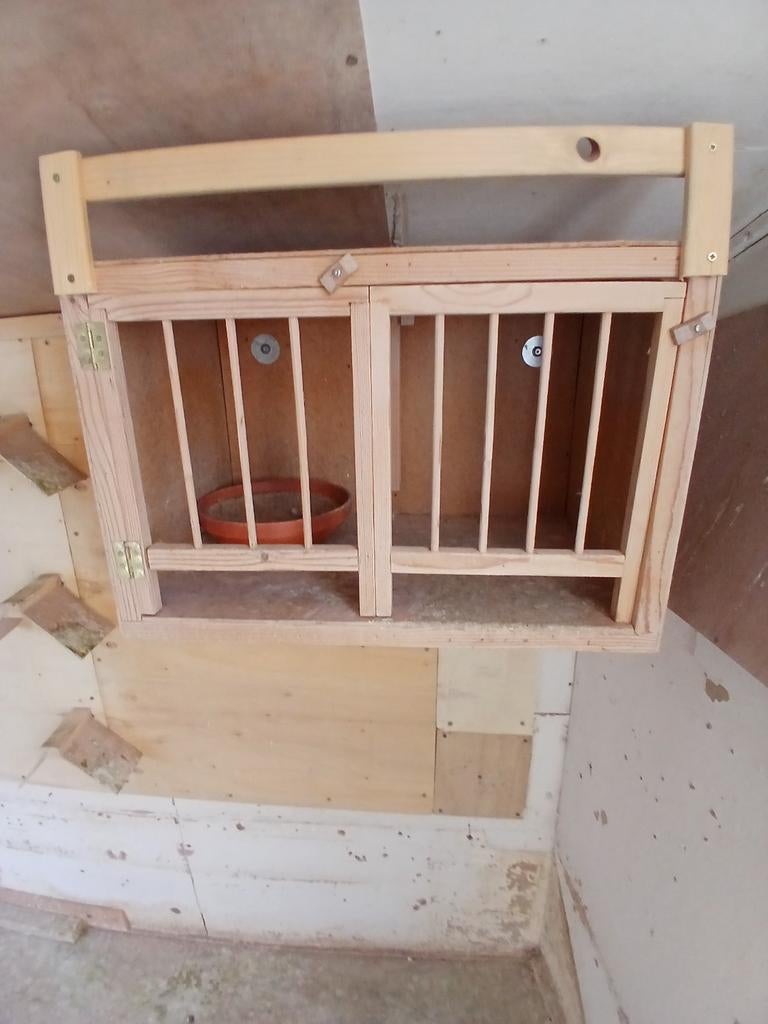 Broedbak gezocht duiven, Mannelijk