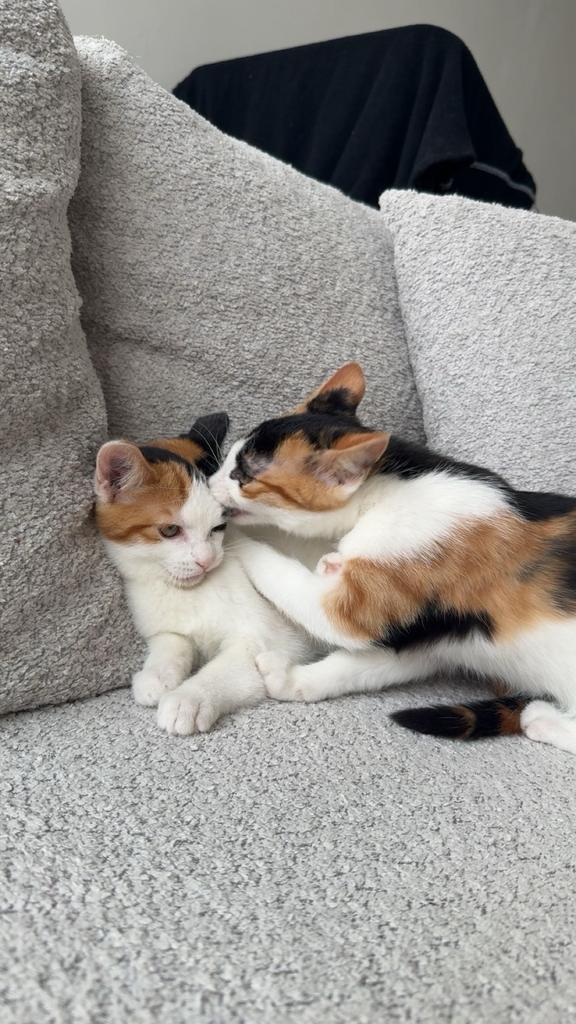 2 lieve poesjes (6 maanden) zoeken nieuw thuis, Poes