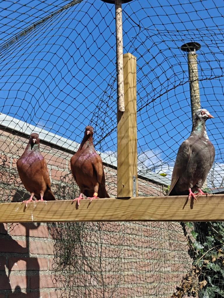 Duiven aangeboden, Dieren en Toebehoren, Vogels | Duiven, Meerdere dieren, Overige soorten
