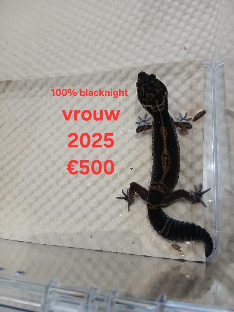 Luipaardgekko Blacknight Leopard Gecko - unknown for sale from Ronald