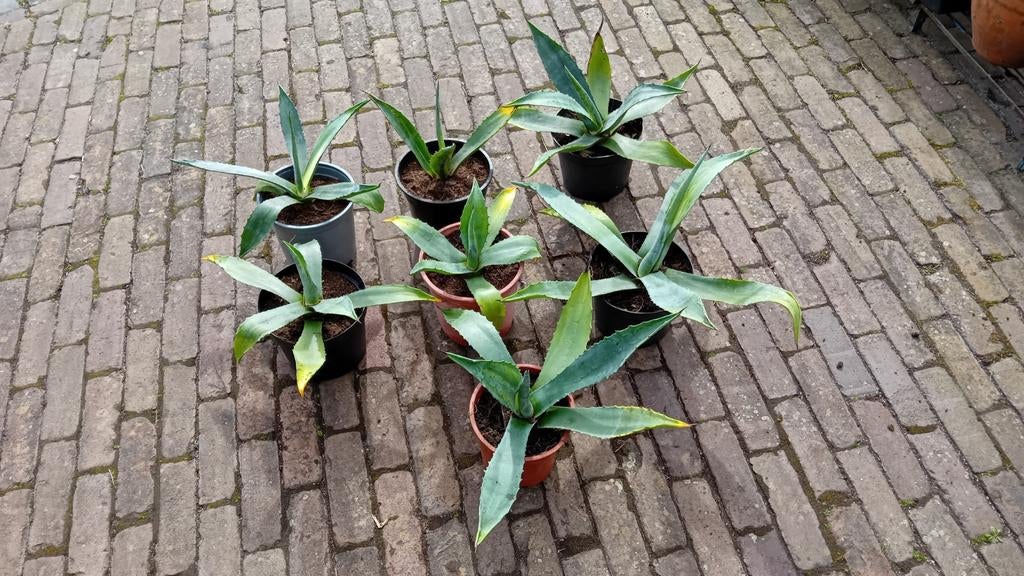 Agave planten, Ophalen, Bloeit niet, Overige soorten, Volle zon