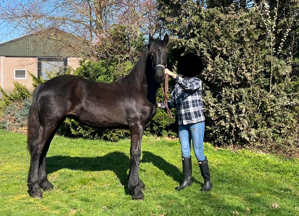 Hilbrand X Meinte Fries Hengstveulen, Minder dan 160 cm, Niet van toepassing, Dressuurpaard, 0 tot 2 jaar
